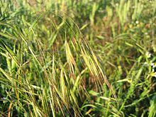 Астрагал - трава жизни. полезные свойства и применение