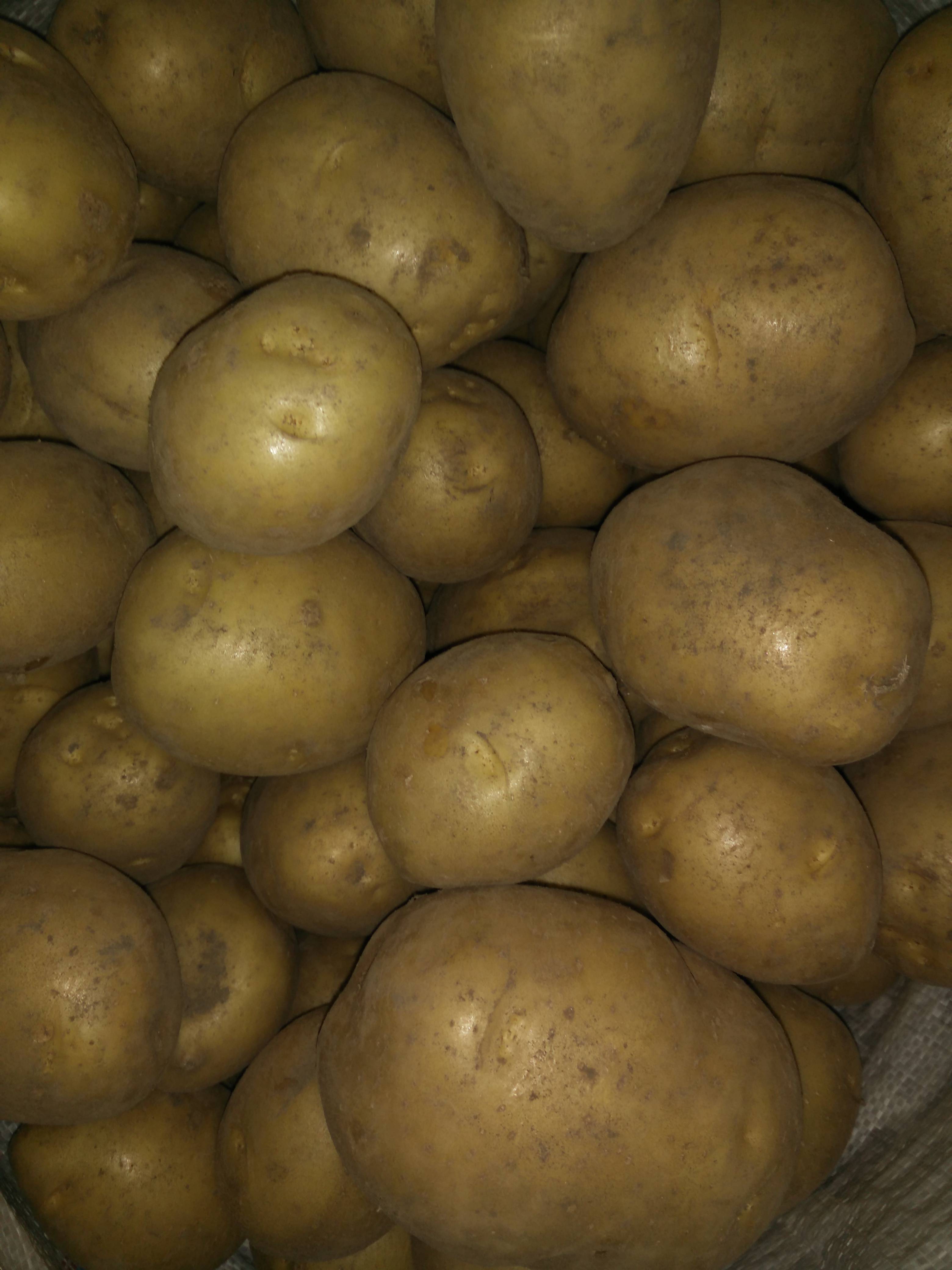 Картофель лабадия: характеристика сорта, выращивание и ухода за посадками