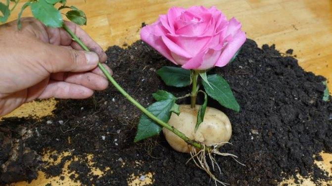 Выращивание роз в горшках - тонкости комнатного цветоводства | о розе