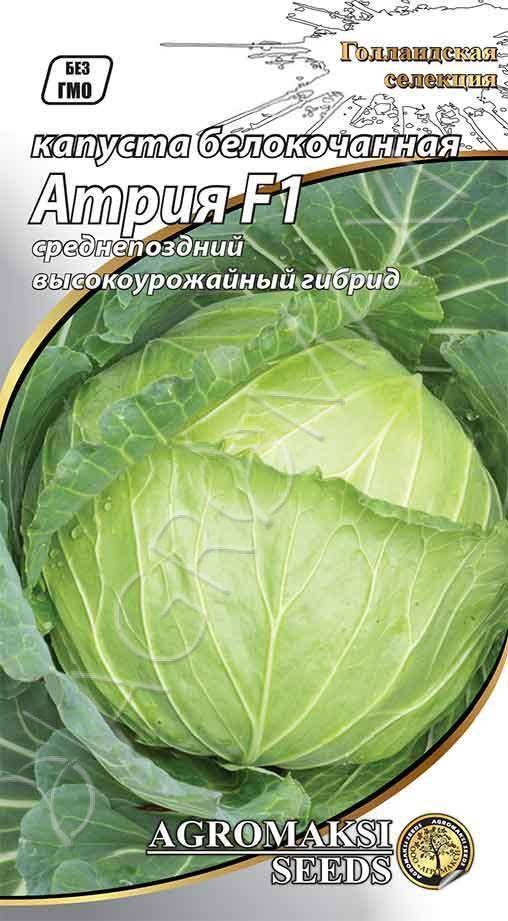 О капусте Атрия: описание и характеристика белокочанного сорта, выращивание