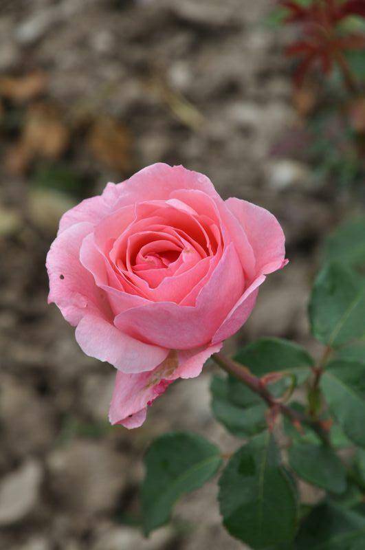 Роза грандифлора королева елизавета (queen elizabeth) - история, описание, агротехника, награды | о розе
