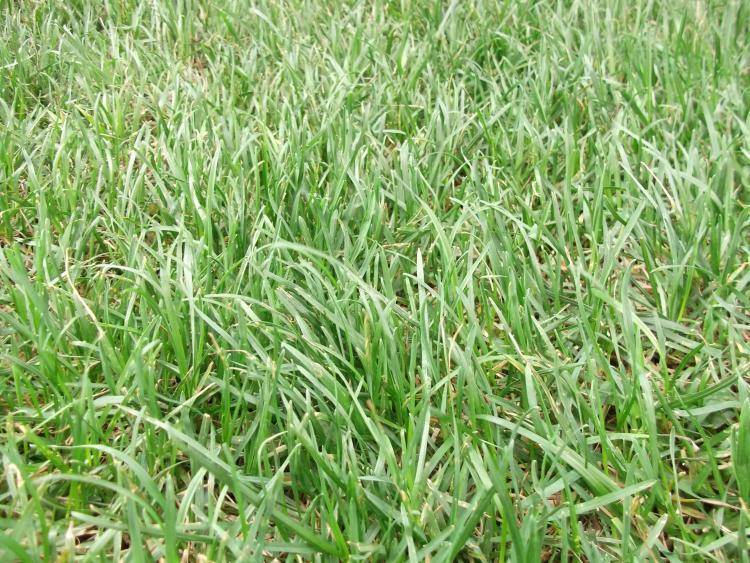 Мятлик луговой как газонная трава: плюсы и минусы, посадка