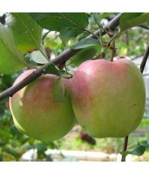 Сорт яблони дарунок: ботаническое описание и характеристика, агротехника выращивания