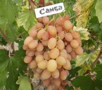Столовый виноград сорта «румба»