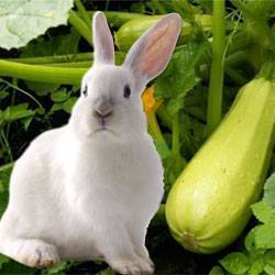 Какие овощи можно давать кролику декоративному