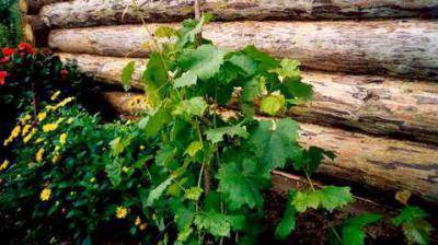 Виноград зилга: особенности и характеристики сорта. отзывы виноградарей и садоводов