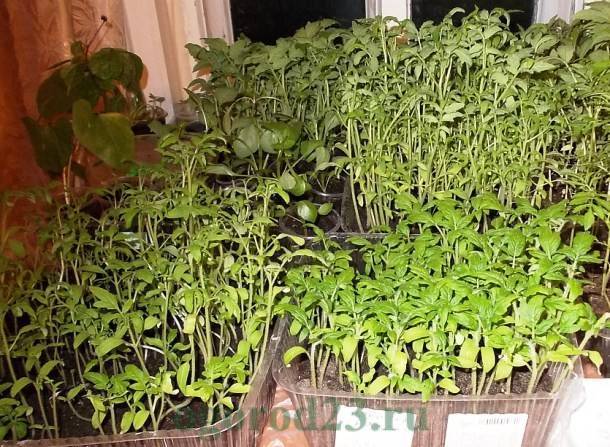 Выращивание рассады арбуза в домашних условиях