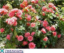 Красивая роза флорибунда: сорта на фото, посадка, уход и обрезка роз флорибунда