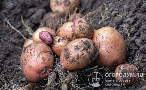 Картофель «беллароза»: описание сорта, фото и отзывы