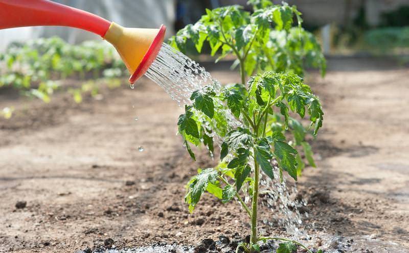 Подкормка рассады томатов и перца нашатырным спиртом: плюсы и минусы удобрения для выращивания помидор и других овощей в огороде