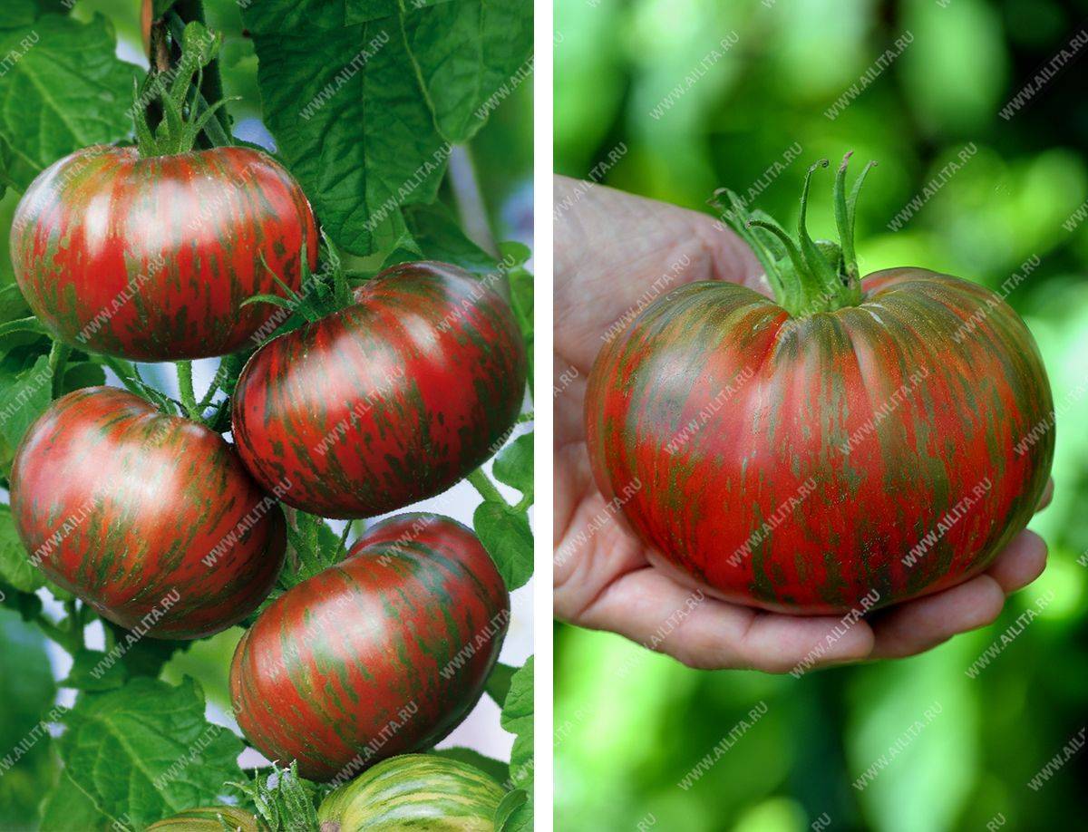 Тигровый: описание сорта томата, характеристики помидоров, выращивание