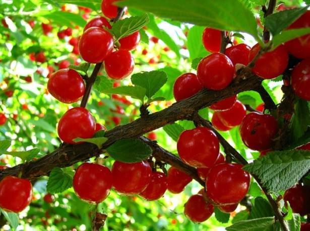 Обзор лучших сортов вишни: описание и особенности их выращивания