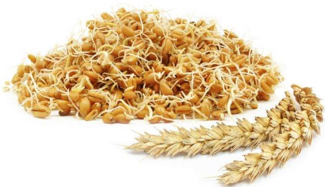 Зерно для кур: как прорастить? каким зерном кормить несушек  в домашних условиях? сколько зерна давать в сутки?