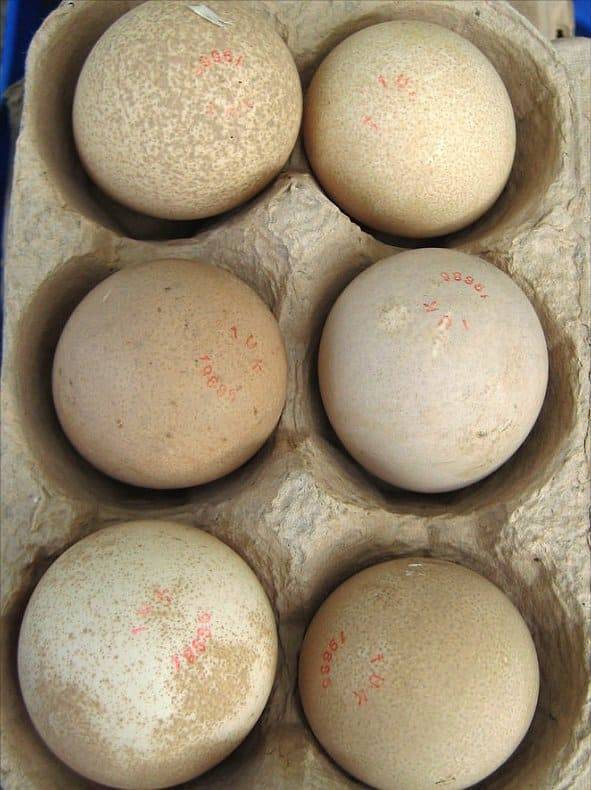 Яйца цесарки: описание, как выглядят, польза и вред