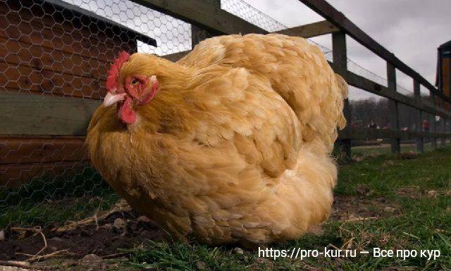 Цыплята падают на ноги: чем лечить? возраст 10-15 дней