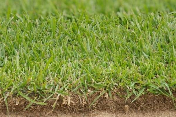 Что такое полевица побегоносная: описание травы, как выглядит, где используется