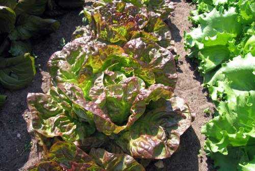 Салат кочанный особенности выращивания