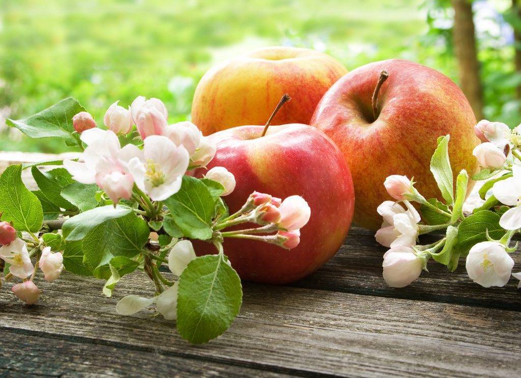 Яблоня сорта лобо — особенности посадки и ухода