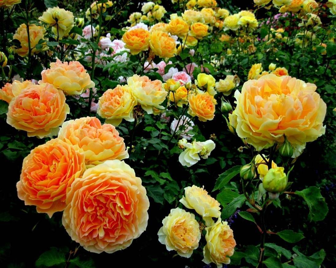 Руководство по посадке и уходе за плетистыми розами в открытом грунте – инструкция для новичков