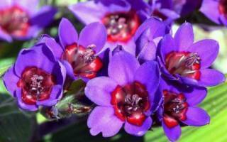Садовые цветы, цветущие все лето: описание и фотографии