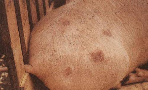 Что такое рожа у свиней: симптомы и лечение болезни