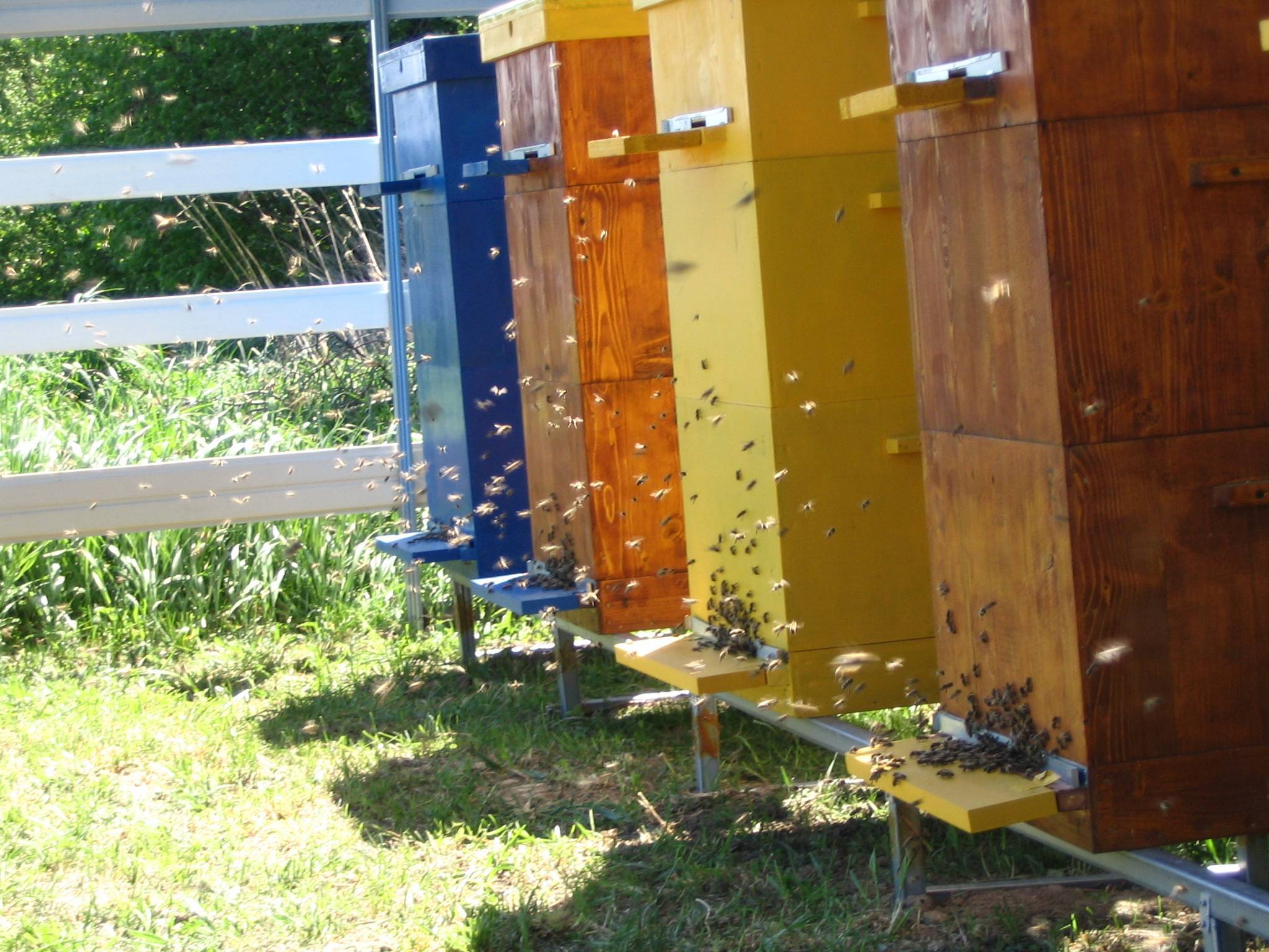 Все о кассетных пчелопавильонах: их преимущества и особенности конструкции