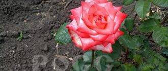 Розы: какие самые неприхотливые и зимостойкие