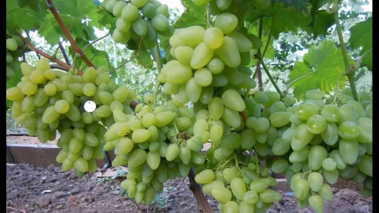 Технические сорта винограда: описание, фото, характеристики и агротехнические особенности