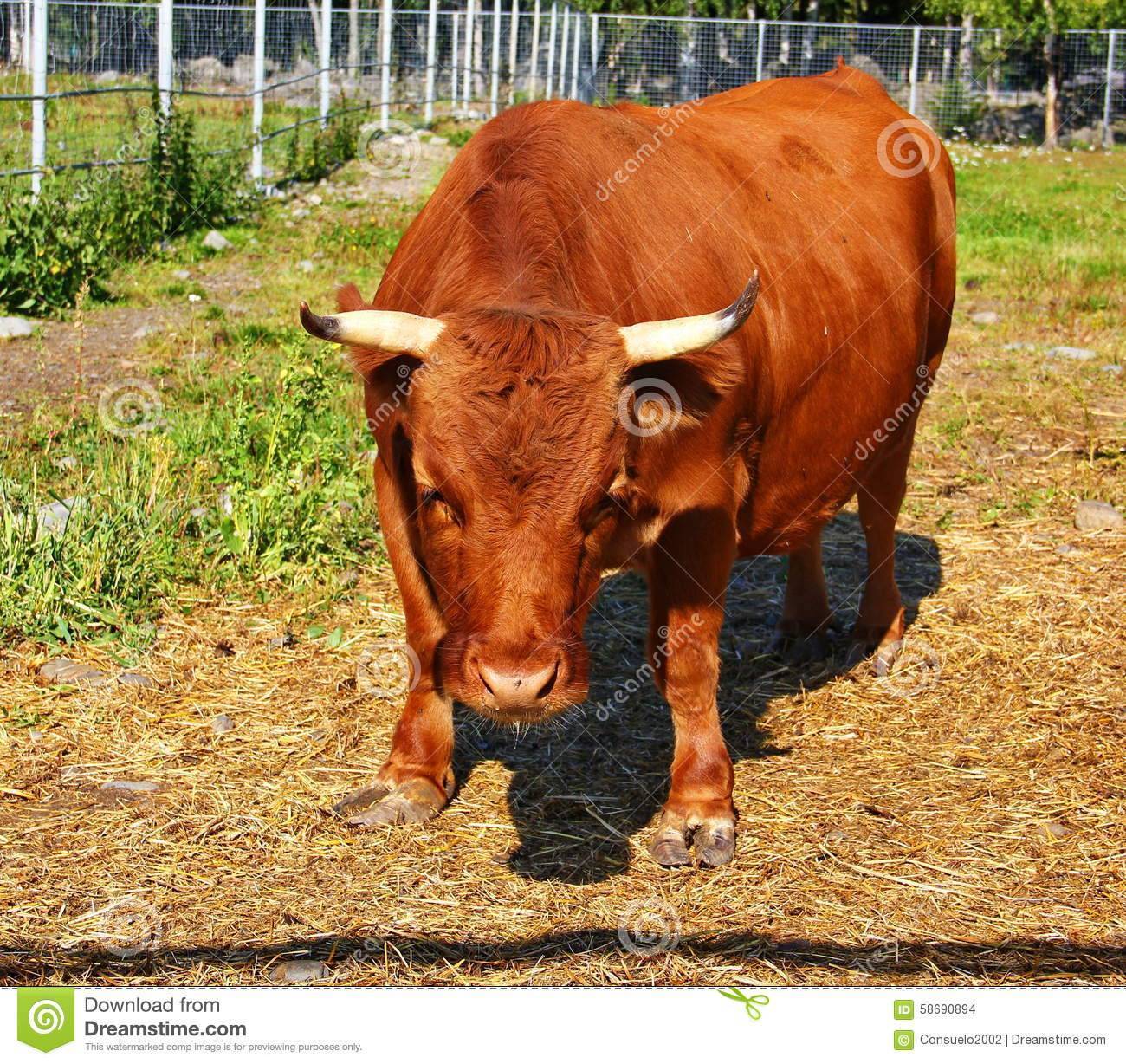 О мини коровах (породы маленьких, карликовых, декоративных, миниатюрных коров)