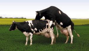 Спаривания коров с быками