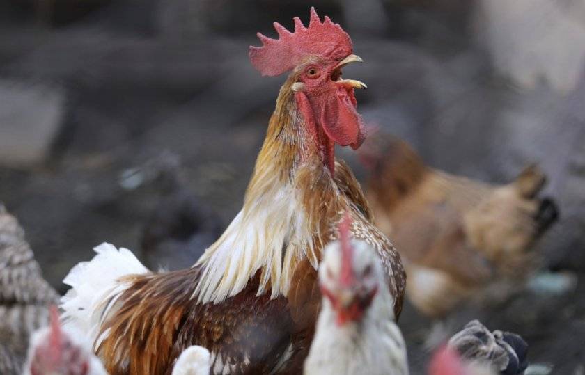 Об оплодотворении курицы петухом: влияет ли петух на яйценоскость кур