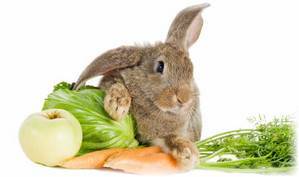 Можно ли кормить кроликов укропом