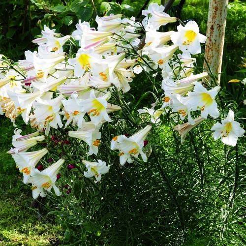 Лилия: фото и описание сортов и видов садовых цветов лилии