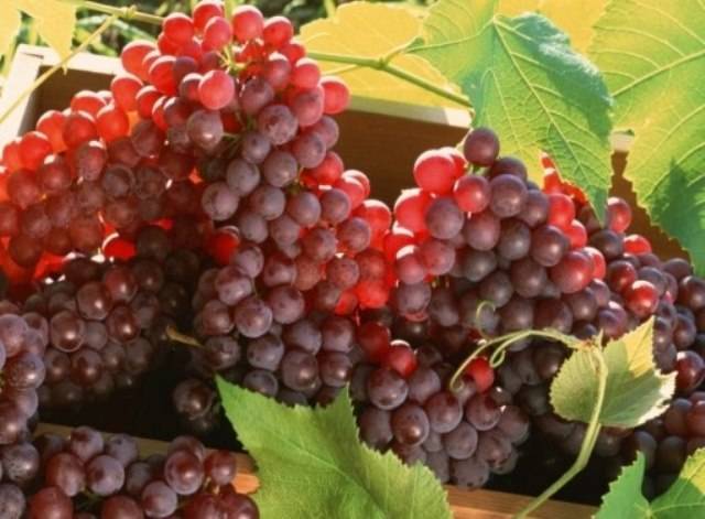 Описание и особенности винограда сорта “амурский”: целебные свойства, посадка, уход, обзор отзывов