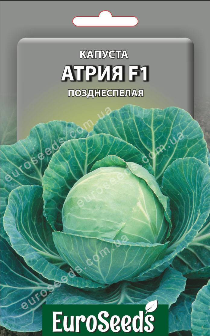 Капуста атрия — описание и выращивание