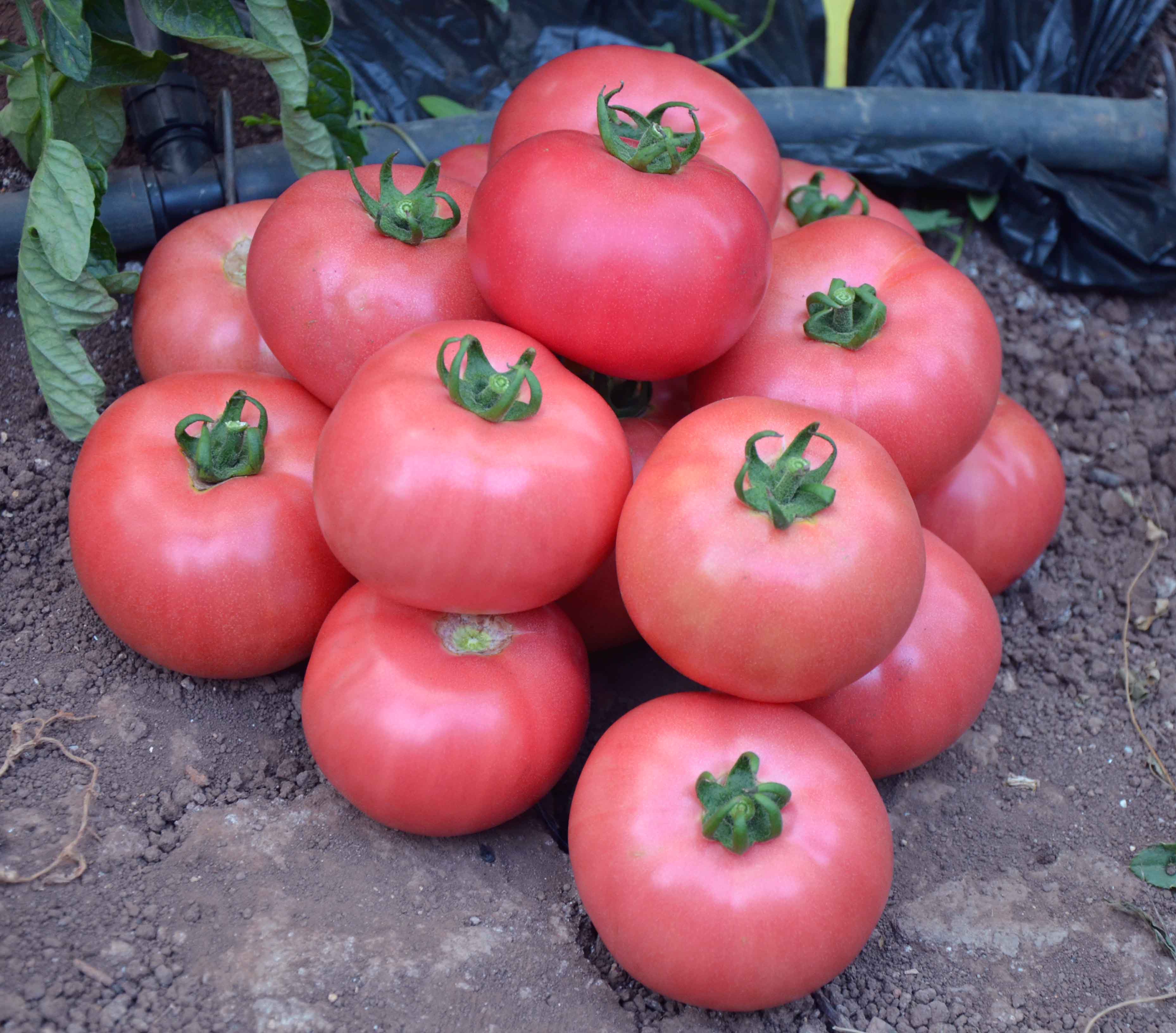 Все о помидоре Розовый: агротехника, характеристики и описание сорта