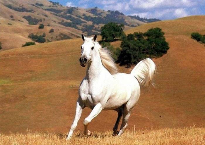 Дикие лошади: обзор пород и их характеристик