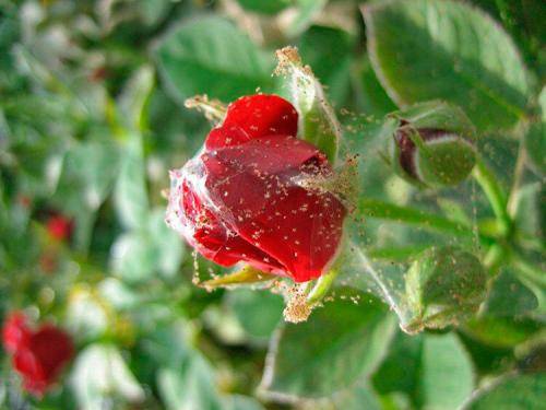 Паутинный клещ на комнатных розах: как бороться с опасным вредителем