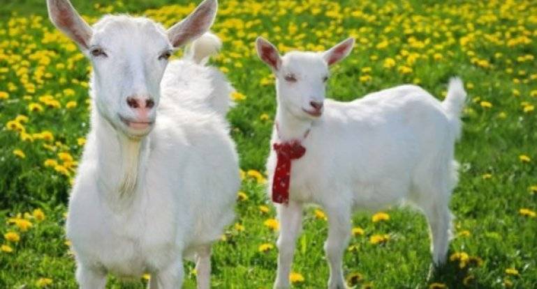 Породы коз: популярные разновидности, описание + фото