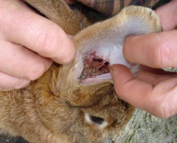 Все, что нужно знать об ушном клеще у кроликов: причины, симптомы и лечение