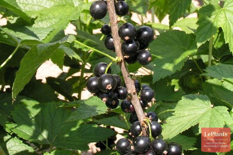 Черная смородина: посадка и уход, обрезка и размножение