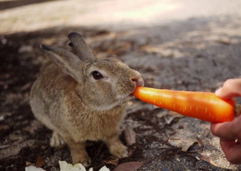Чем кормить маленьких крольчат