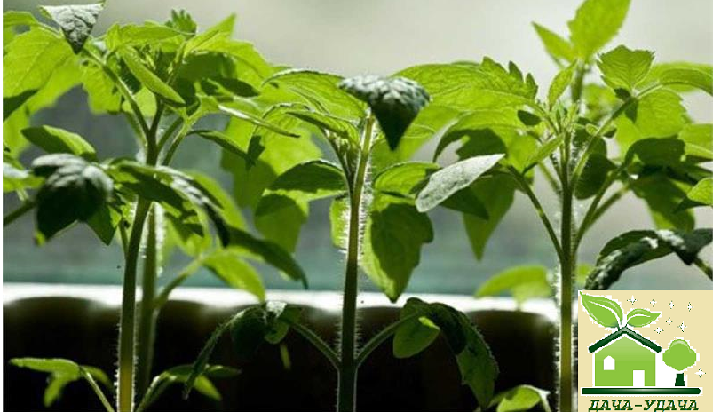Как ускорить рост рассады помидоров