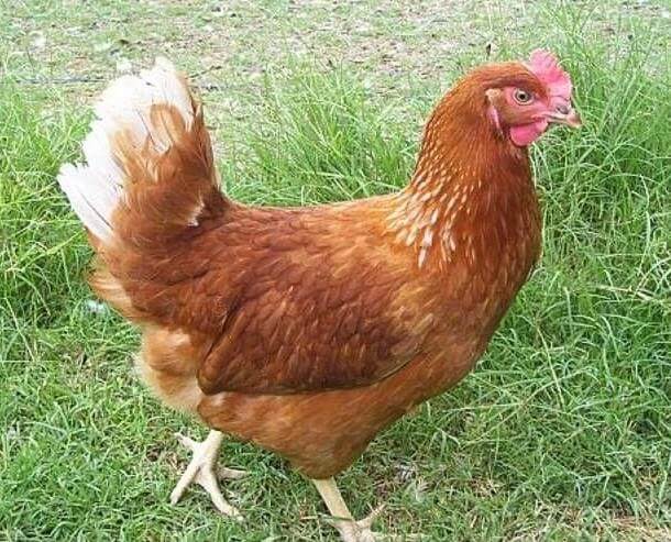 Хайсекс: куры несушки и цыплята этой породы, их описание и фото, а также разновидности - браун, райт, коричневый