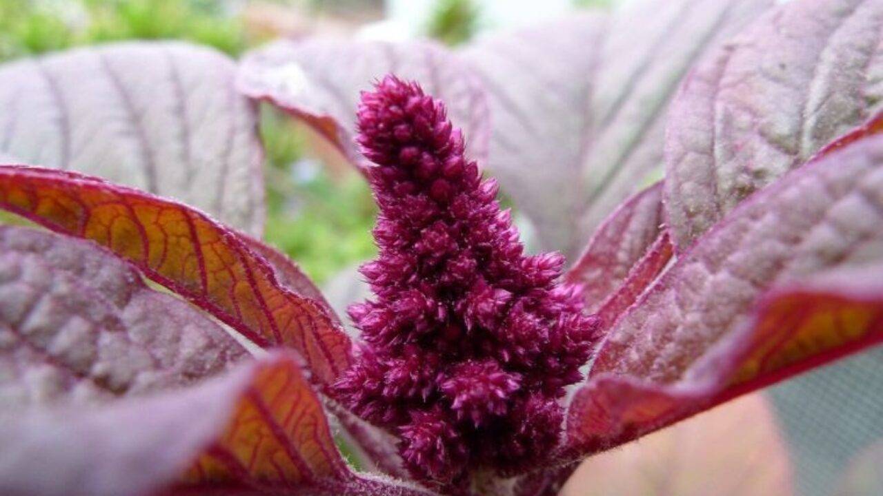 Растение амарант: полезные свойства (фото). как выращивать амарант?