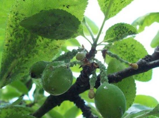 Тля на плодовых деревьях: устранение угрозы и профилактика
