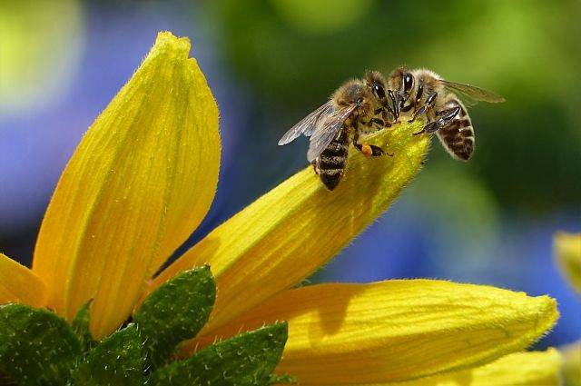 Часто ли бывает аллергия на мед и пчел?