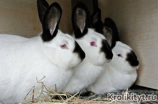 Описание пород кроликов с фотографиями