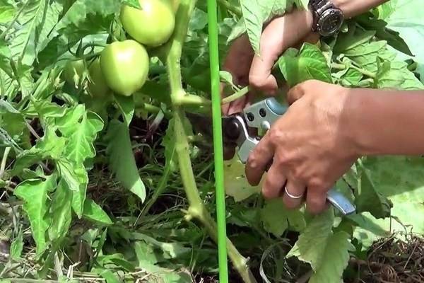 Как обрезать помидоры в теплице, чтобы получить хороший урожай