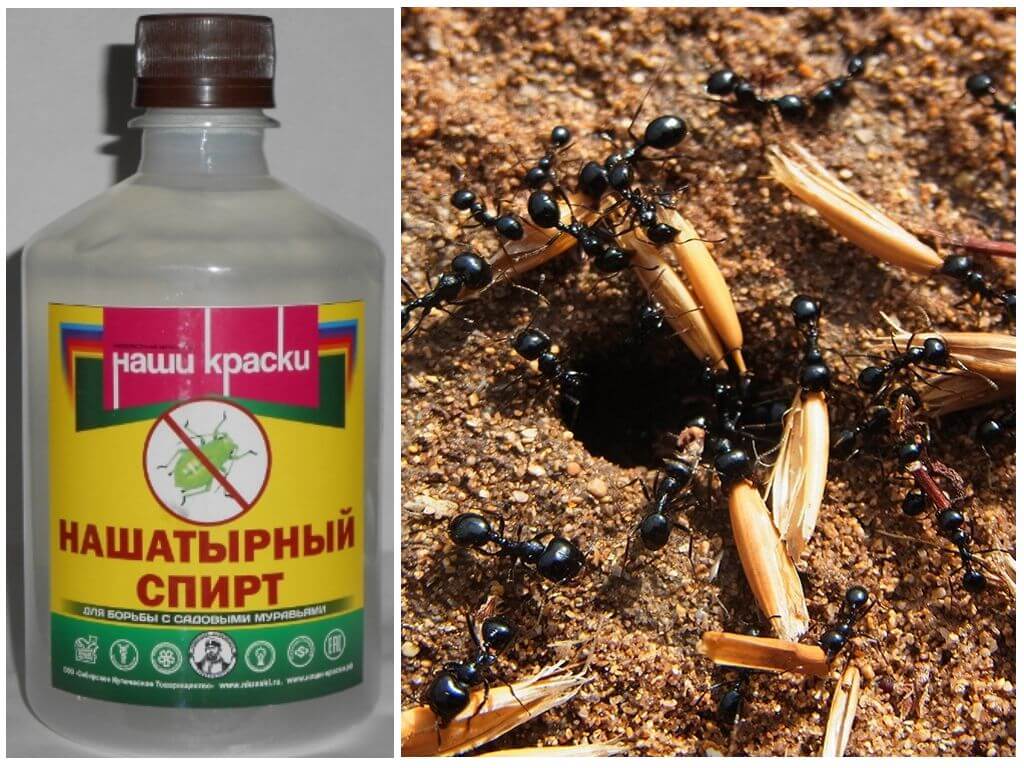 Народные средства от муравьев в огороде - как уничтожить?